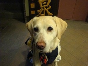 カイくんの結婚とタラおじさん