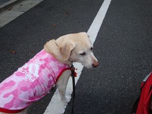 ビルと一緒に看板犬♪