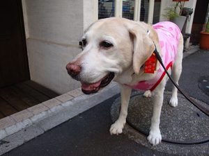 ビルと一緒に看板犬♪