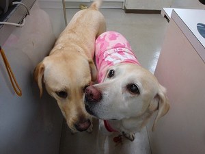 ビルと一緒に看板犬♪