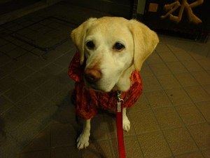 Parma(パーマァ)とMelor(メーロー)は危ない双子