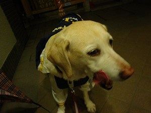 アマランサスとキヌア?