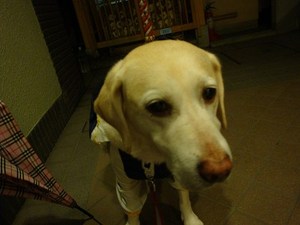 Parma(パーマァ)とMelor(メーロー)は危ない双子