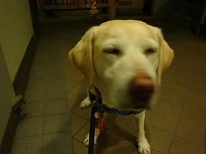 大間のマグロ、もらったど~!