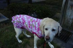 猫ちゃん、怒ってるのぅ?