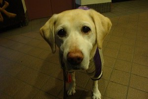 ヴィッキーの日課