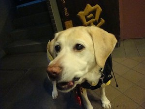 癒しの「かご猫」ちゃん♪