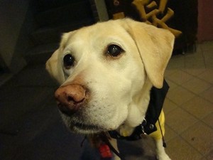癒しの「かご猫」ちゃん♪