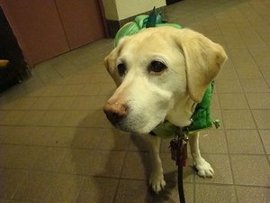 風邪をひきにくくする“朝ごはんの10のワザ”