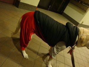 猫年生まれなのかにゃ?