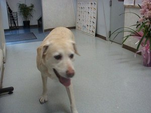 一番の薬は・・・ダイエットなの(◎_◎)!