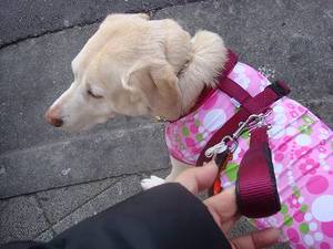 祝☆ハーネスデビュー