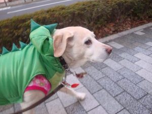 咳に効く薬、咳に効く食べ物