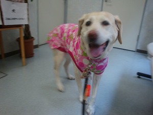 ヴィッキー、14歳だけど開胸手術を受けることになりました