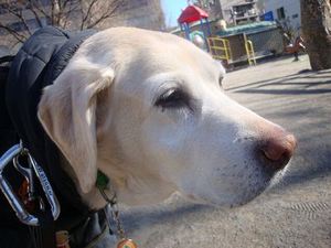 ヴィトンじゃなくてヴィッキーだよ