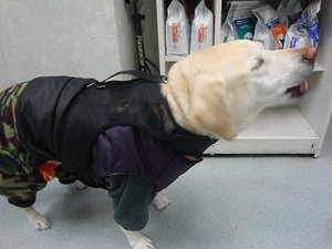 銀座のホームレスおばさん?