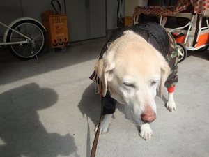 ただいまお母さんとバトル中