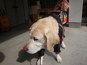 ただいまお母さんとバトル中