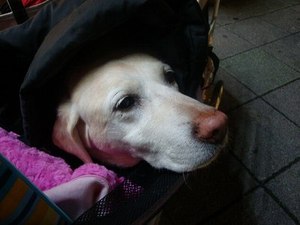 良いことがあるといいね♪