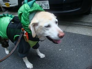 重ね着怪獣『ヴィキゴン』