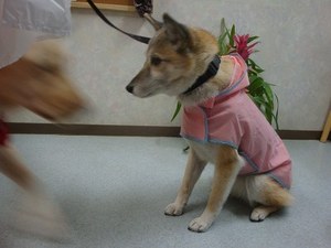 重ね着怪獣『ヴィキゴン』
