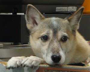 夕方にはお家に帰ります♪♪♪