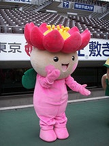 東京大学の大賀蓮と『観蓮会』