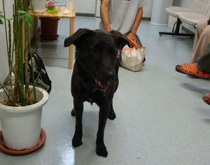 救われた犬や猫達の写真展