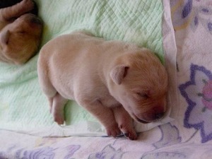 盲導犬イベント情報満載です♪