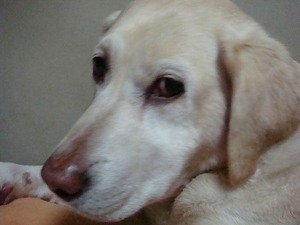 シニア犬とレインコート選び