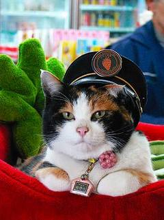三毛猫「たま」駅長とヨーキー「マロン」名誉駅長
