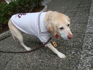 犬にも冷え性ってあるの?