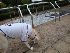 犬にも冷え性ってあるの?