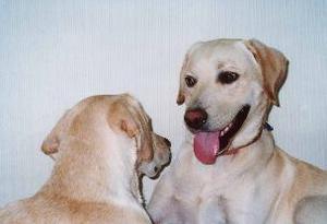 犬の視線、ニンゲンの視線