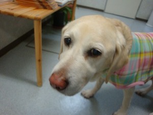 モリモリプリプリで看板犬復帰だよん!