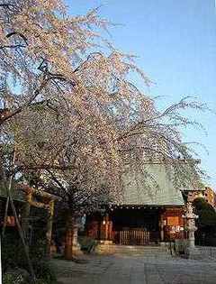 気分転換の『お花見散歩』 -隅田川テラス②-