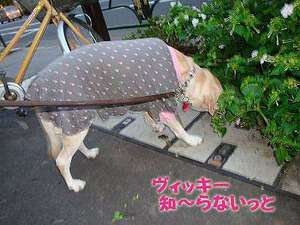 木山裕策つながりで♪