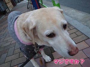 木山裕策つながりで♪