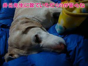 猫のゴロゴロのメカニズムって?