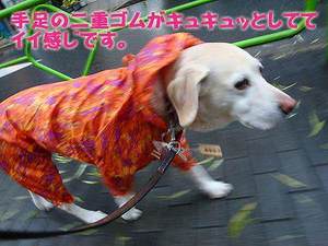 猫のゴロゴロのメカニズムって?