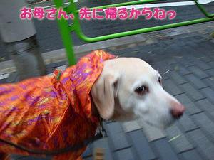 猫のゴロゴロのメカニズムって?