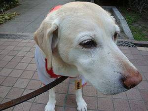 犬の老いじたく-愛犬の老化と向き合うために-