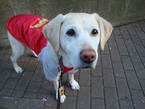 犬の老いじたく-愛犬の老化と向き合うために-