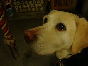 『朝カレー』でお目覚め爽やか