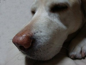 犬にも冷え性ってあるの?