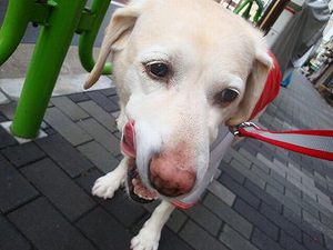 犬の老いじたく-愛犬の老化と向き合うために-
