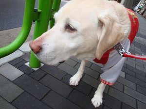 犬の老いじたく-愛犬の老化と向き合うために-