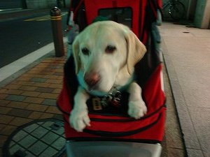 日本橋へ『3674歩×2』の旅