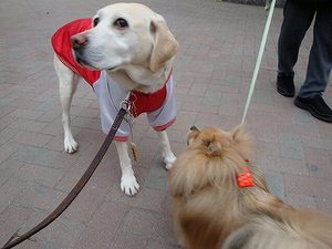 犬の老いじたく-愛犬の老化と向き合うために-