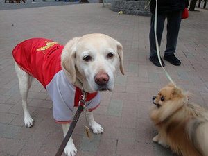 犬の老いじたく-愛犬の老化と向き合うために-